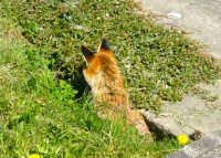 /album/verschiedenes/unser-hausfuchs-jpg/